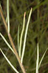 Michaux's milkweed